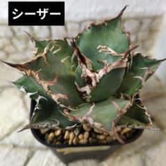 Chie님 요청 3점 정리 상품
