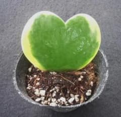 斑入り ホヤハート 多肉植物 苗 観葉/園芸/おきなわ/山野草/グリーン