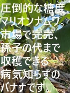 限定セール。175cm特大◆蜜味。マリオンナムワ＝バナナ苗◆永久資産価値◆耐寒強 大苗100cm◇富裕層向け蜜味品種。マリオンナムワ＝バナナ苗◇永久資産