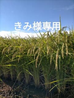 きみ様専用　農家直送令和8年新米新潟産コシヒカリ玄米25kg(袋込)のサムネイル