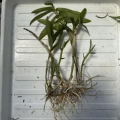 デンドロビウム デンドロビューム 抜き苗 ノビル系のサムネイル