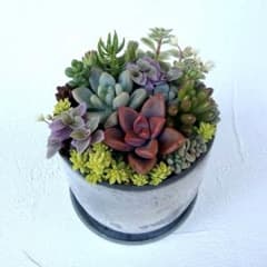 多肉植物 ✿ そのまま飾れる寄せ植え ストーン風 Bインテリア 観葉植物