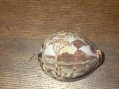 イタリア ナポリ ポンペイ 貝殻 彫刻 オブジェ　カメオ　シェルのサムネイル