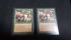 MTG 忍び寄るカビ ハングル 韓国語 2枚セット - メルカリ