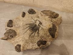 大きな三葉虫の化石　置物 博物館級・一点物】複数個体が集積した大型 三葉虫の化石 圧倒的存在感