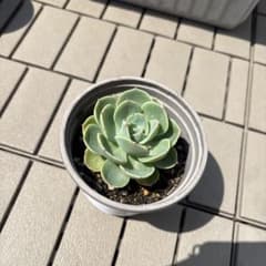 多肉植物 七福神②のサムネイル