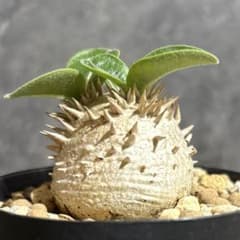 パキポディウム 恵比寿大黒【象】 エブレネウム×デンシカウレ 実生特選