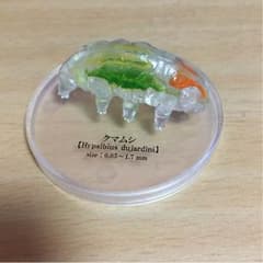Yazawa Kazumi様専用★微生物ガチャポンシークレット！のサムネイル