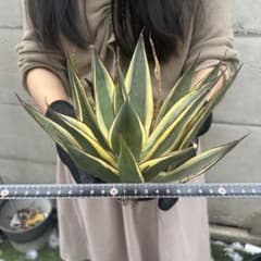 アガベ 藍光 黄中斑 極美株 厳選個体 - メルカリ