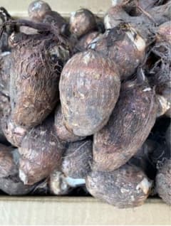 15キロ里芋　白芽のサムネイル