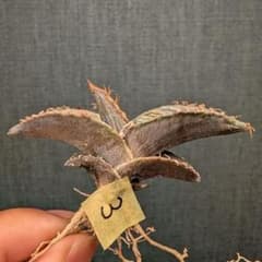実生】アガベ オテロイ 実生苗 抜き苗 agave oteroi 03 - メルカリ
