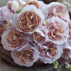 バラ大苗 パニエ 8号 河本バラ園 ローズ・ドゥ・メルスリー - メルカリ