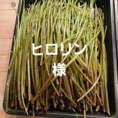 赤ミズ約500gのサムネイル