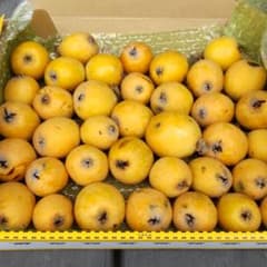 無農薬 ビワ 加工用のサムネイル