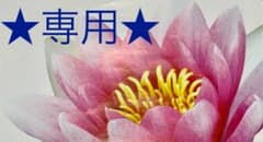 天然石 ブレスレットのサムネイル