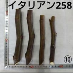 ⑩☆イチジク穂木4本☆種類…イタリアン258⑩【親木の写真あり・結実