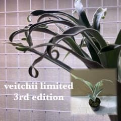 ビカクシダ P.veitchii limited 3rd OC③ - メルカリ