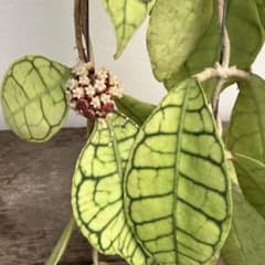 ホヤ　カリストフィラ　花座付き ホヤ カリストフィラ 花座付き - メルカリ