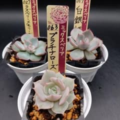 多肉植物 抜き苗セット ミックスベリアおらいさん苗 - メルカリ