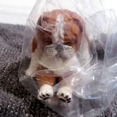 ひまなの寝　イヌのサムネイル