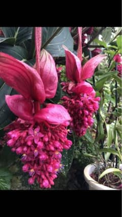 メディニラ マグニフィカ 火の鳥(赤)大 - メルカリ