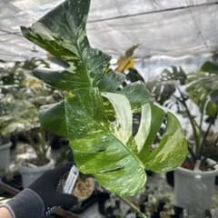 XQ10 モンステラ ボルギシアナ アルボ ホワイトタイガー白斑 健康