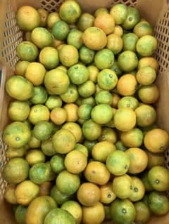 静岡県産 極早生みかん 約5kg 超訳あり！のサムネイル