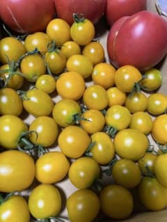 みーすけ様専用です。 ブルーベリー同梱新鮮野菜詰め合わせです。のサムネイル