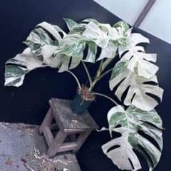 斑入りモンステラ ホワイトタイガー極美大株74cm白斑多 - メルカリ