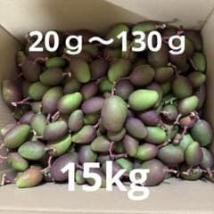 宮崎県産　グリーンマンゴー　箱込み１３キロ 宮崎県産摘果マンゴー グリーンマンゴー 約15kg - メルカリ