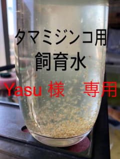 ミジンコ用飼育水のサムネイル