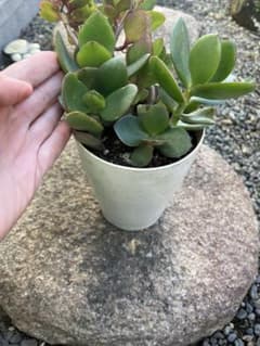 多肉植物 観葉植物金のなる木　発根済み苗 2株セットのサムネイル
