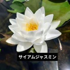 サイアムジャスミン 睡蓮　1株のサムネイル