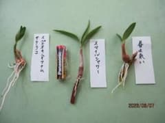 キンギアナム　高芽３種セットのサムネイル