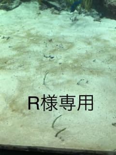 R様専用のサムネイル