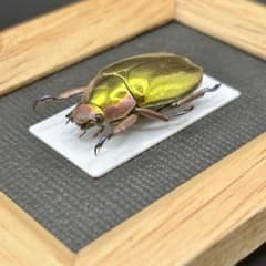 金色に輝くプラチナコガネ【標本】 金色に輝くプラチナコガネ【標本】 - メルカリ