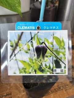壺型クレマチス【青磁】3.5寸苗 竹間園芸様育種株 - メルカリ