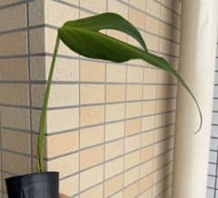 モンステラ バールマルクスフレーム 鉢ごと 第四種郵便⑧ - メルカリ