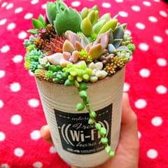 【1500評価達成記念❣️】多肉缶詰✨カラフル☆レア入り☆そのまま飾れる寄せ植えのサムネイル