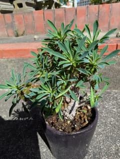 ユーフォルビア 蘇鉄麒麟 ソテツキリン 多肉植物のサムネイル