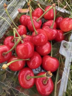 大粒◾️佐藤錦/紅秀峰/紅てまり【さくらんぼ】箱込み約800g 大粒◾️佐藤錦/紅秀峰/紅てまり【さくらんぼ】箱込み約800g - メルカリ
