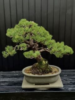 ハ*ウ様 五葉松 盆栽【引取り限定】H52cm W65cm D50cm 葉性抜群 ハ*ウ様 五葉松 盆栽【引取り限定】H52cm W65cm D50cm 葉性抜群 - メルカリ