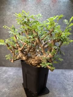 センナ メリディオナリス 海外実生 発根済み 398 - メルカリ