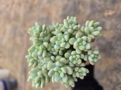 多肉植物 天使の雫のサムネイル