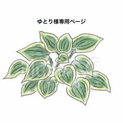 ゆとり様専用ページ　ギボウシ　中型種のサムネイル