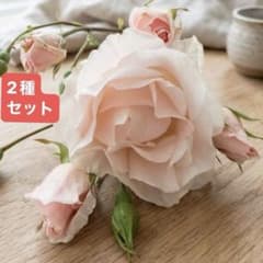 バラの挿し穂】元気な2種類、各5本セット - メルカリ