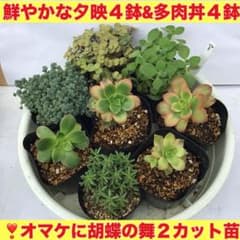 ア)8鉢寄せ植えセット(夕映 アロマティカス ダシフィルムリファレンス