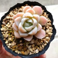 エケベリア ❀アルバ / 多肉植物 抜き苗のサムネイル