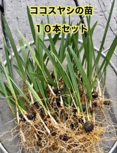 ココスヤシの苗１０本セット シルバーリーフのサムネイル