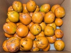 【産地直送】宮城県産渋柿（4.2kg）のサムネイル